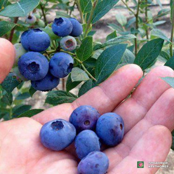 Саженцы Лохина "Цукертраубе"