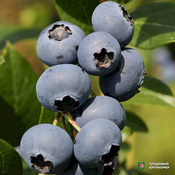 Саженцы Лохина "Чендлер"