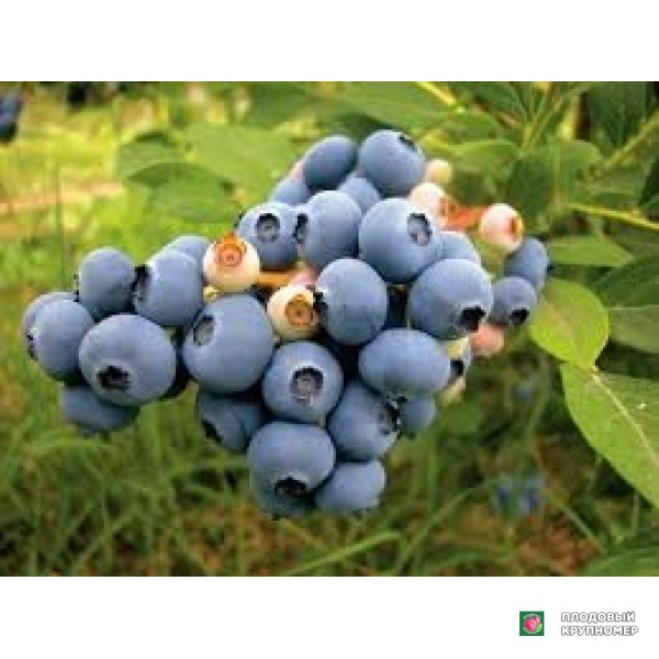 Саженцы Лохина "хановре"