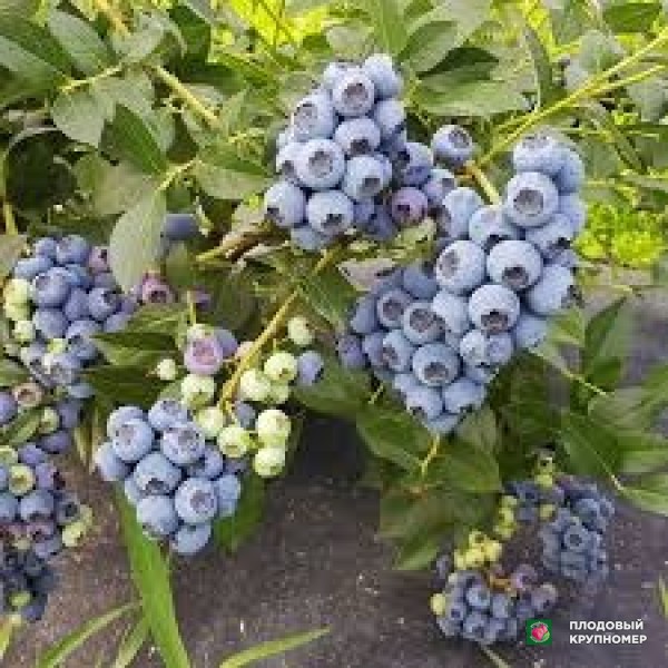 Саженцы Лохина "озак блу"