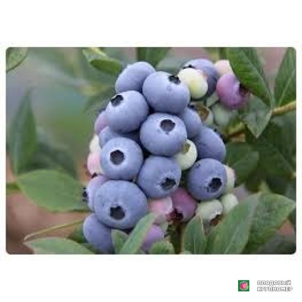 Саженцы Лохина "пранголо"