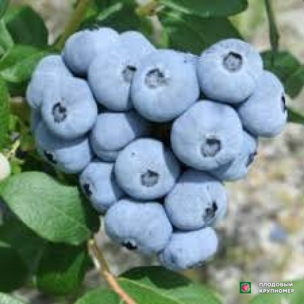 Саженцы Лохина "світхарт"