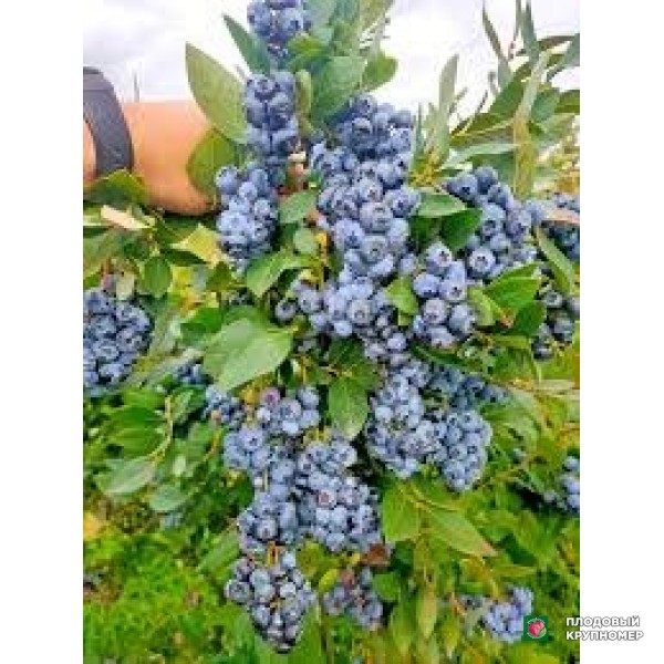 Саженцы Лохина "селладжіо"