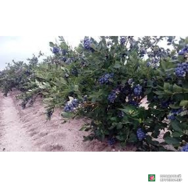 Саженцы Лохина "стар"