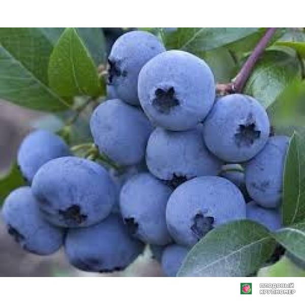 Саженцы Лохина "хеттішербс"