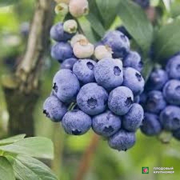 Саженцы Лохина "селадджіоба"