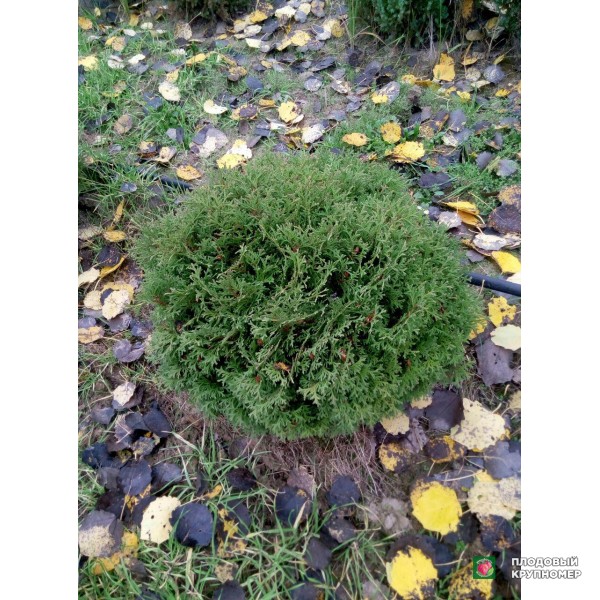 Саженцы Туя куляста 5років