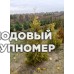Саженцы Туя золотокончикова 1,5 м