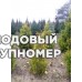 Саженцы Туя золотокончикова 1,5 м