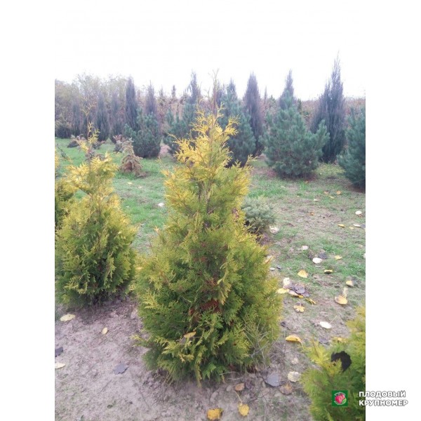 Саженцы Туя золотокончикова 1,5 м