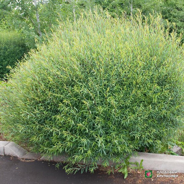 Саженцы Верба пурпурова куляста (Нана)