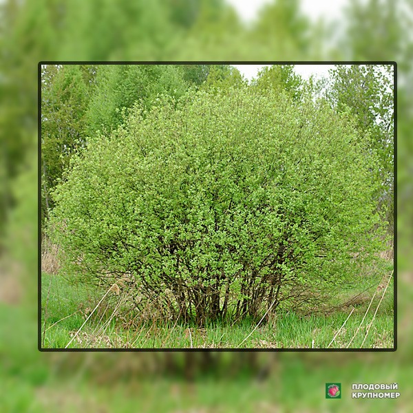 Саженцы Верба сіра