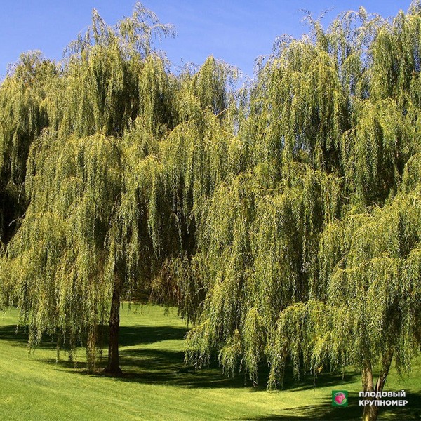 Саженцы Верба " Вавилонська"