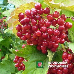 Калина Садова