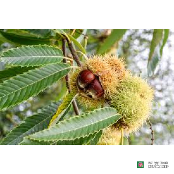 Саженцы Їстівний каштан "марронебоуно"