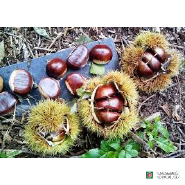 Саженцы Їстівний каштан "салмер"