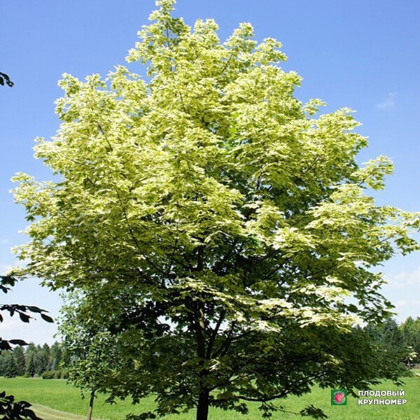 Саженцы Клен гостролистий " Drummondii"