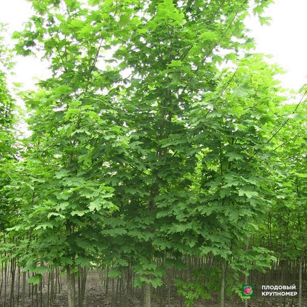 Саженцы Клен гостролистий звичайний