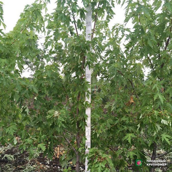 Саженцы Клен сріблястий (цукровий - ком)