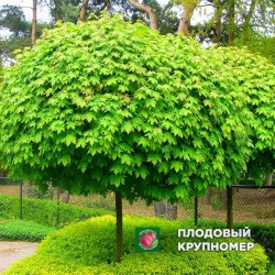 Клен кулястий "Globosum "(штамб-ком)