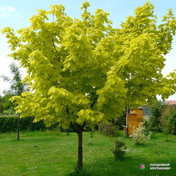 Саженцы Клен золотистий " Golden Globe"