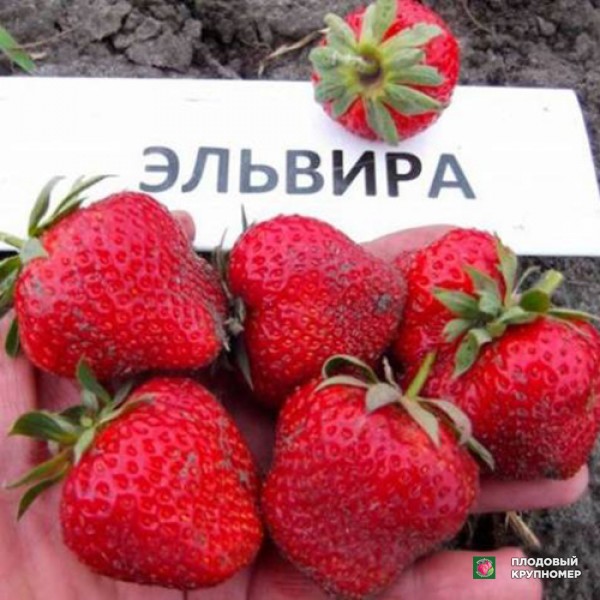 Саженцы Полуниця "Ельвіра"