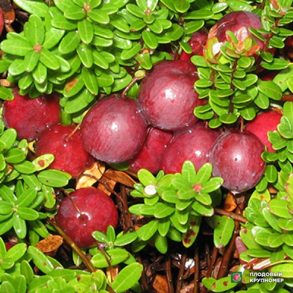 Саженцы Журавлина "Франклін"