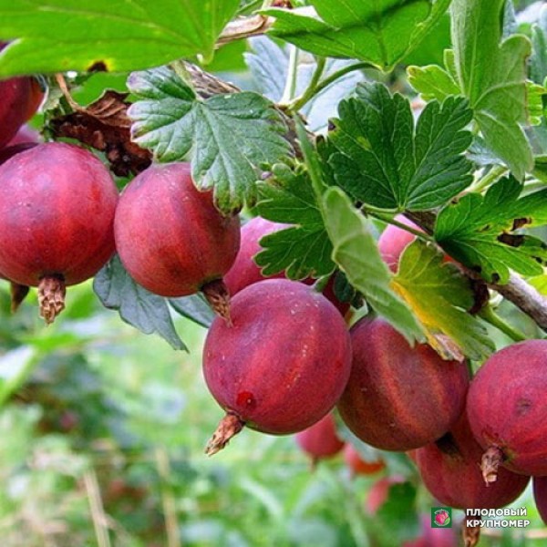 Саженцы Агрус "Безколючковий"