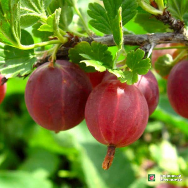 Саженцы Агрус "Високий Замок"