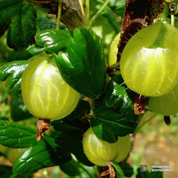 Саженцы Агрус "Княжич"