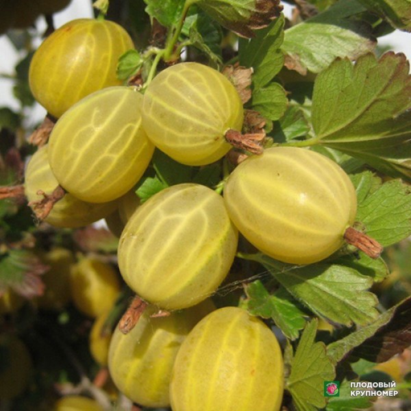 Саженцы Агрус "Російський"