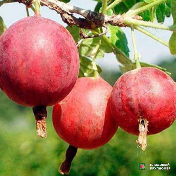 Саженцы Агрус "Сніжанка"