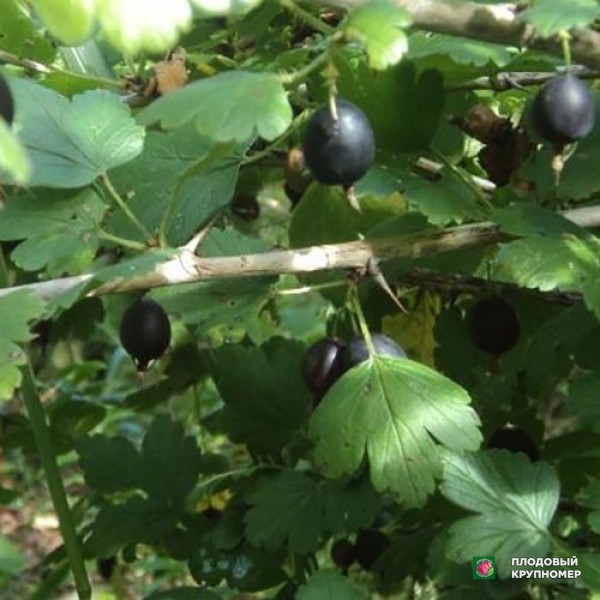 Саженцы Агрус "Харт Берт"