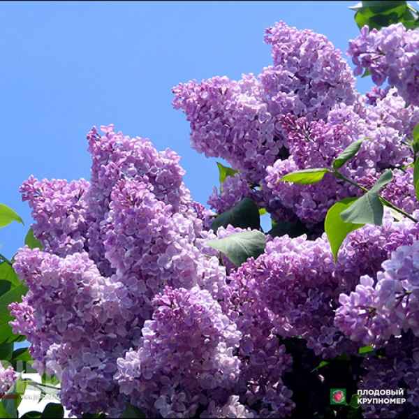 Саженцы Бузок