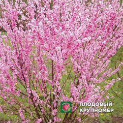 Луизеания трилопатева