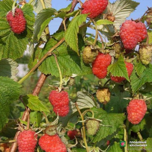 Саженцы Малина "Арбат"