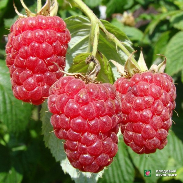 Саженцы Малина "Брянська"