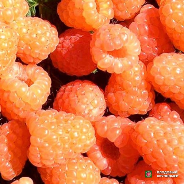 Саженцы Малина "Валентина"