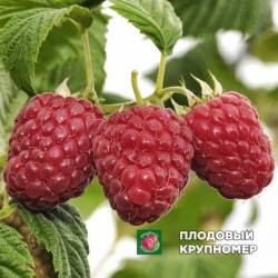 Малина "Глен Файн"