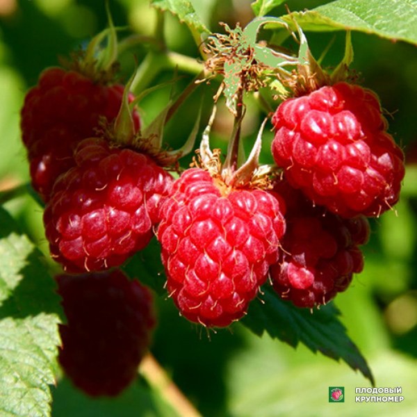 Саженцы Малина "Глен Лайн"