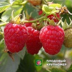 Малина "Глен Мій"