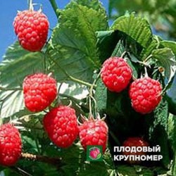 Малина "Гусар"