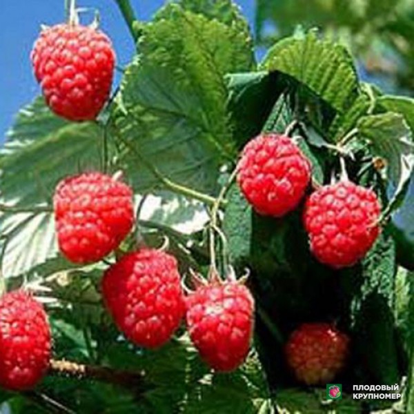 Саженцы Малина "Гусар"