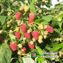 Малина "Джоан Джей"