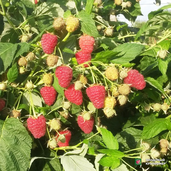 Саженцы Малина "Джоан Джей"