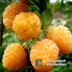 Малина "Жовтий Гігант"