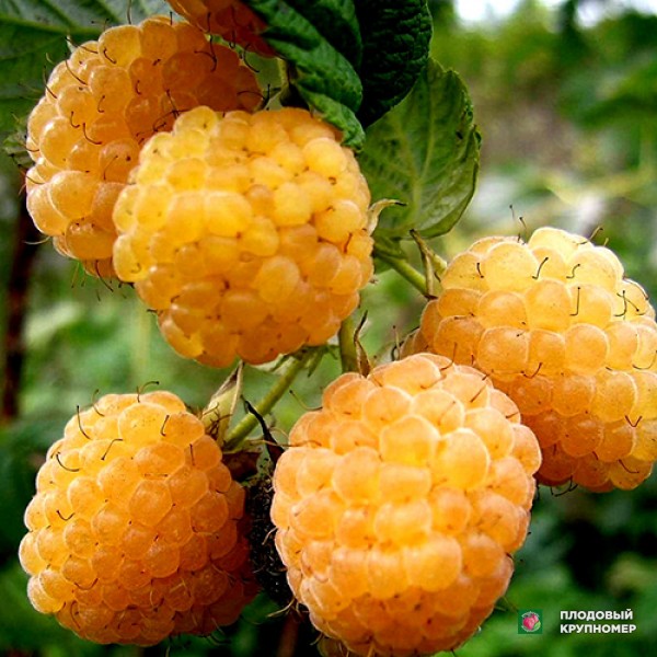 Саженцы Малина "Жовтий Гігант"