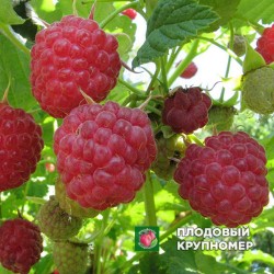 Малина "Зева Хербештене"