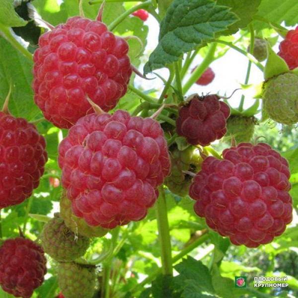 Саженцы Малина "Зева Хербештене"