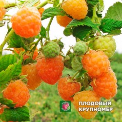 Малина "Золоті Куполи"